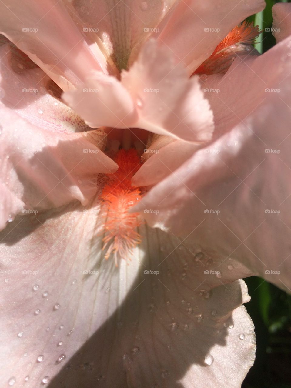 Peach iris