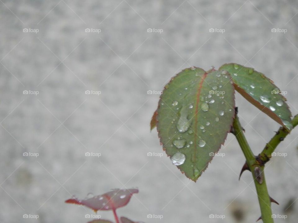 Leaf with water drop