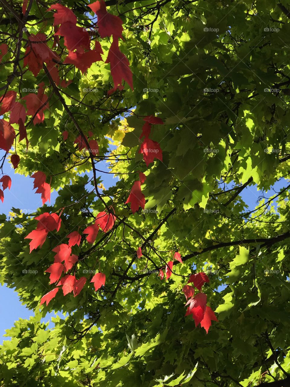 Stunning red maple leaves illuminated by the sun contrast with green maple leaves that haven't turned to their fall colors yet on a sunny fall day.