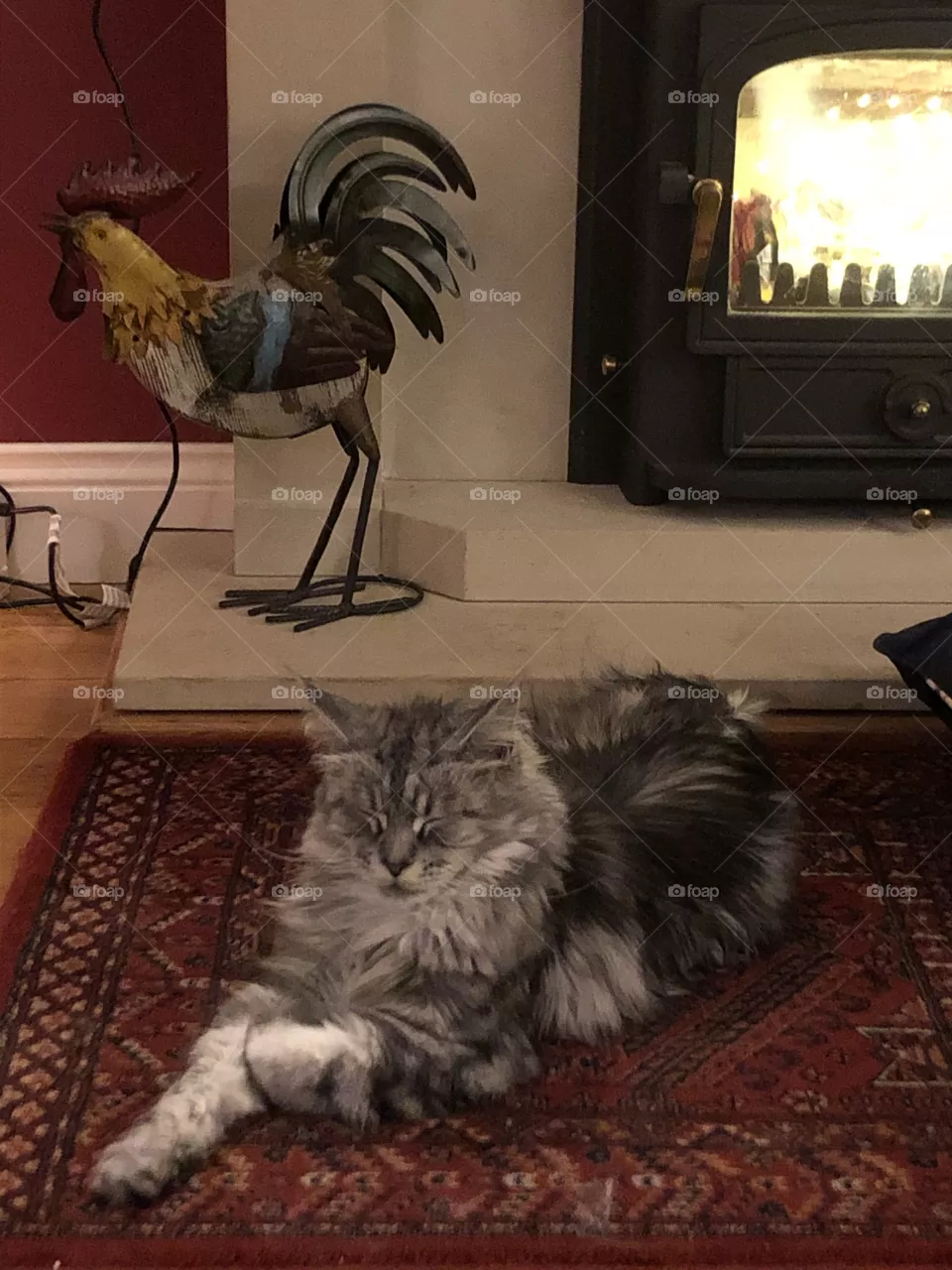 Sleepy cat