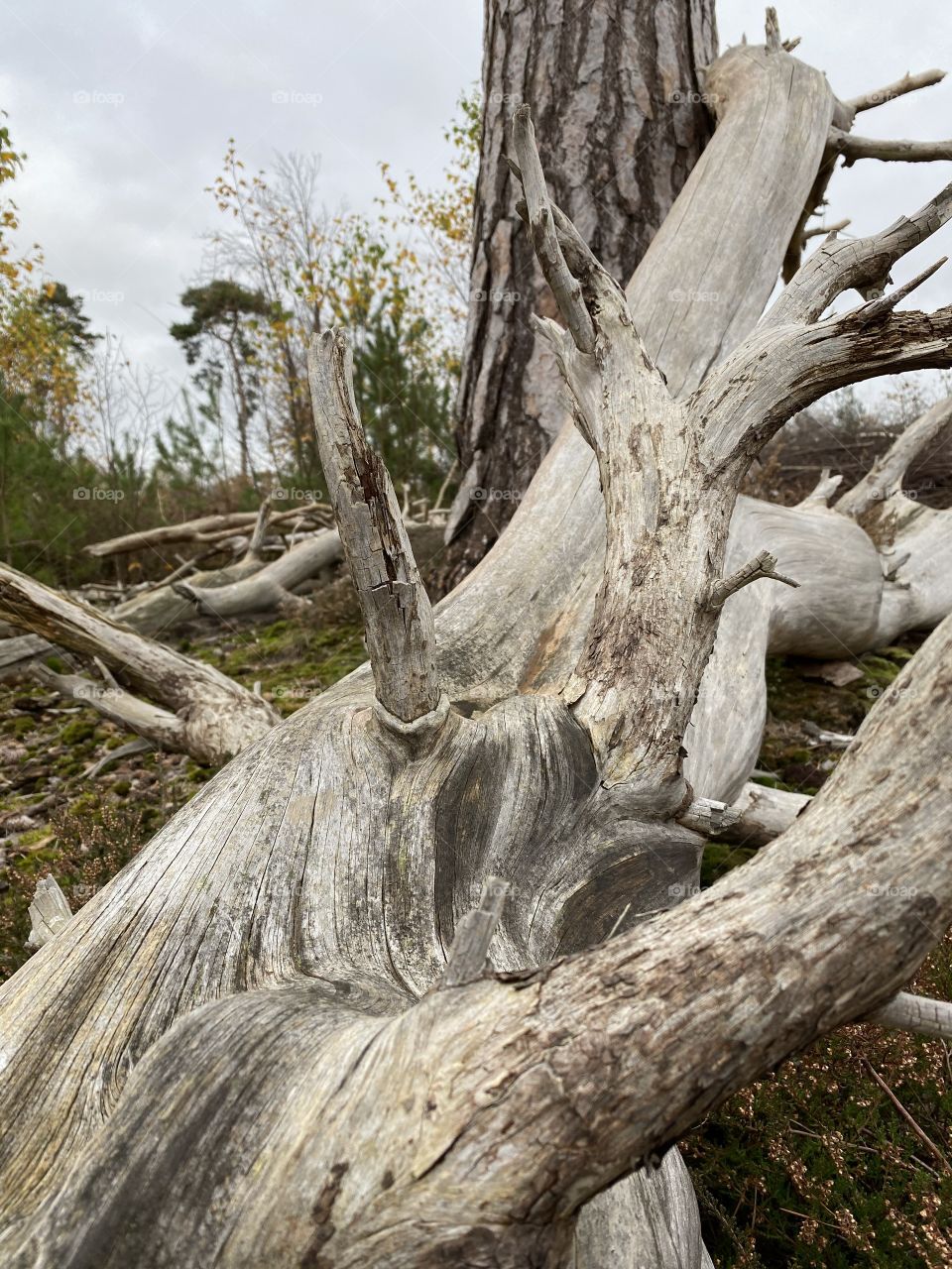 The face of the forest 