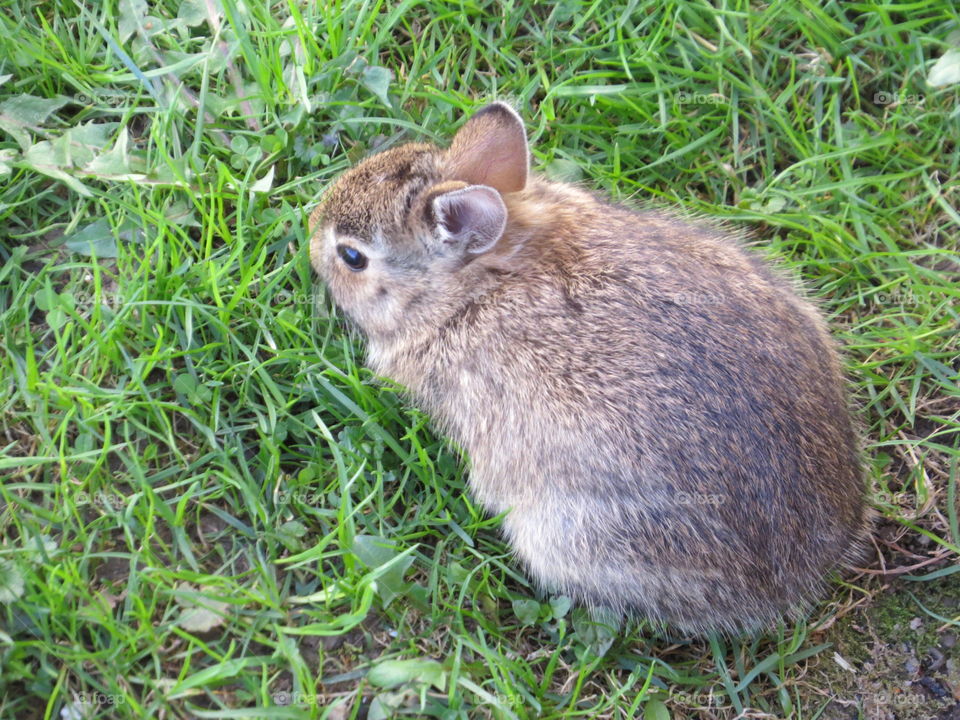 Rabbit closeup 
