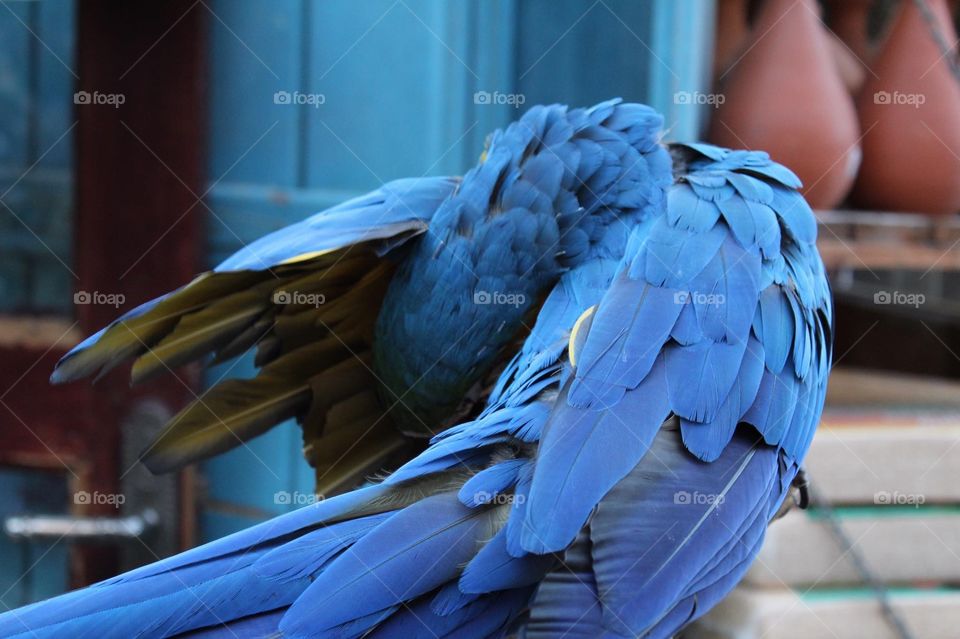 Birds of blue 