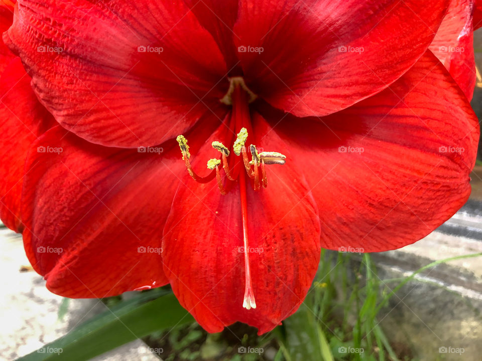 Amaryllis