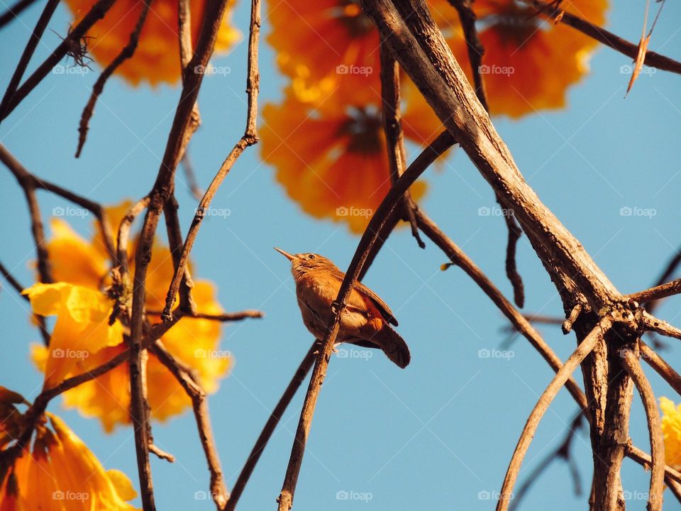 Small lonely bird on yellow ipe branch 