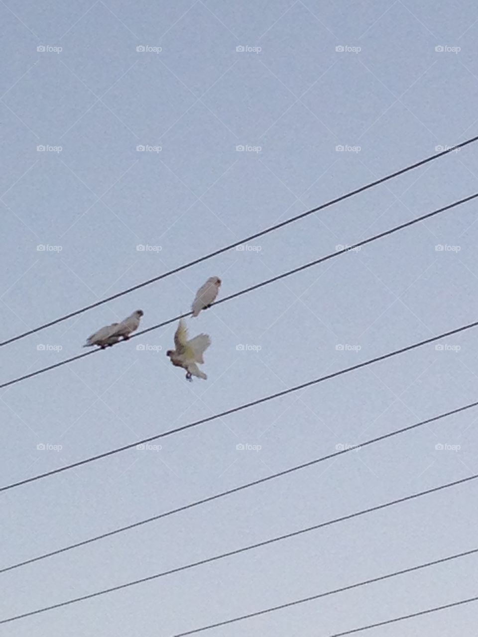 Birds on the electric line