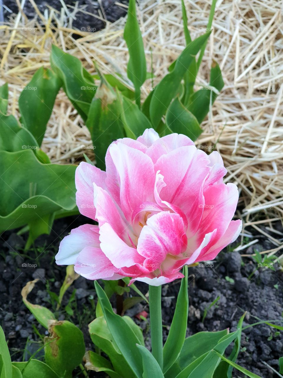 Tulip blooming 💕
