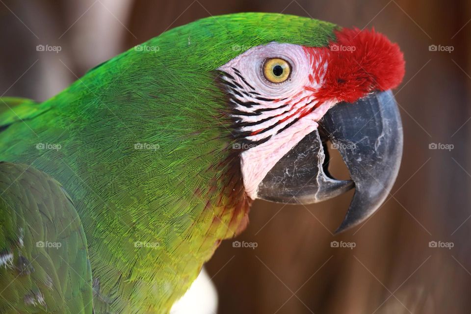 Close up of the head of a red crested parrot