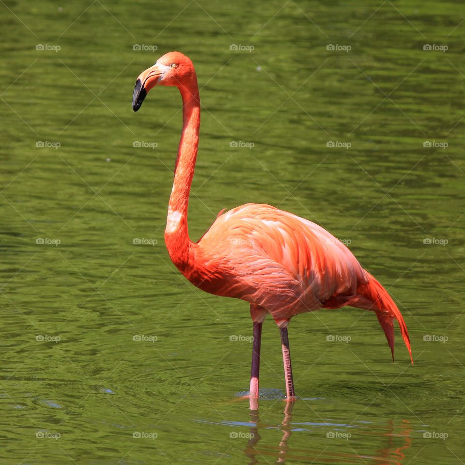 Pink flamingo in lake