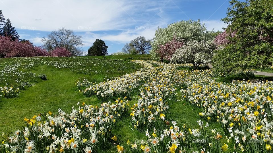 Spring in New York