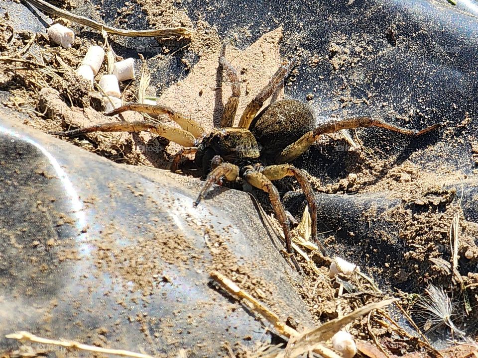 Wolf Spider