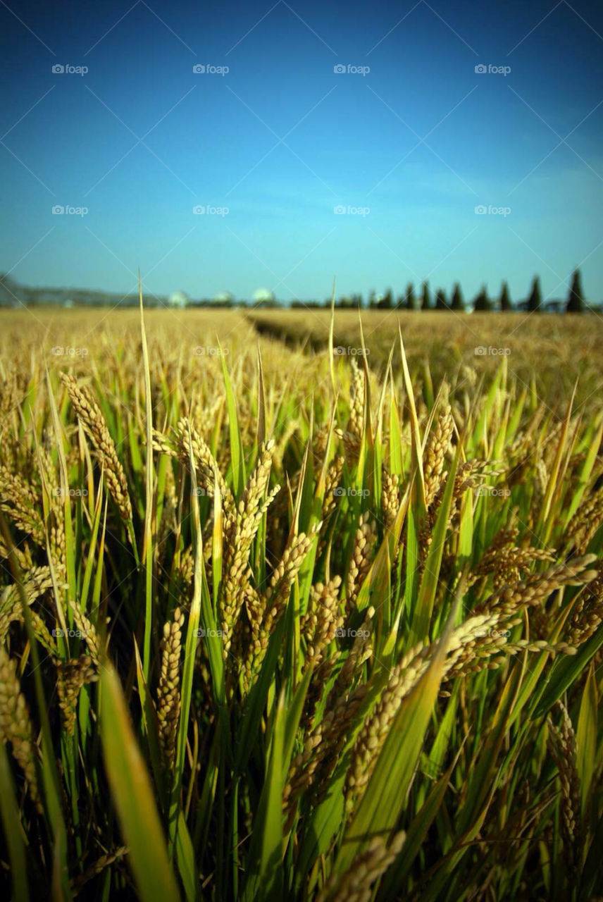 sky field china plant by el62580000