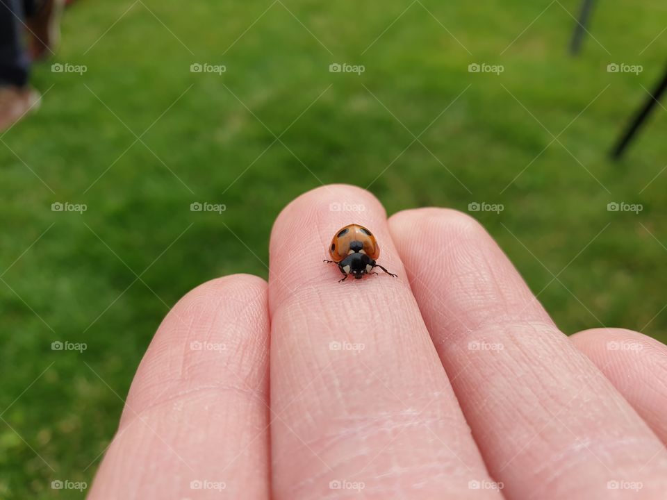 lady bug ,summer