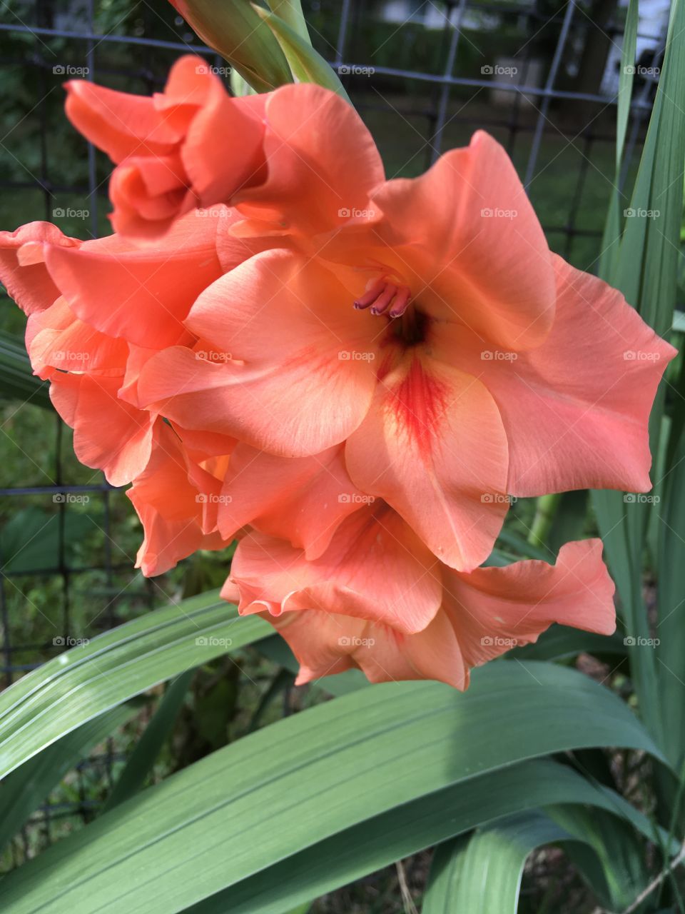 My new favorite color I don’t remember this one from last year but i sure do love it!