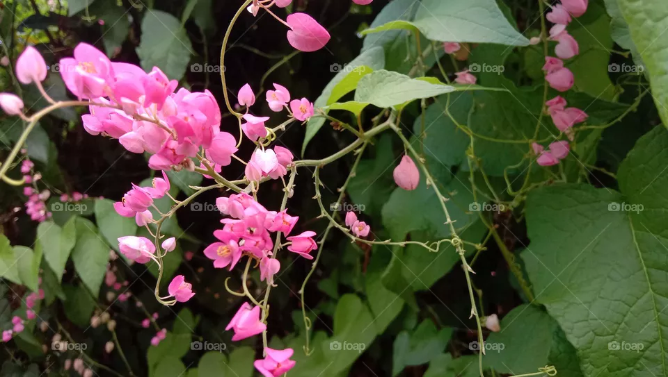 Pink flowers