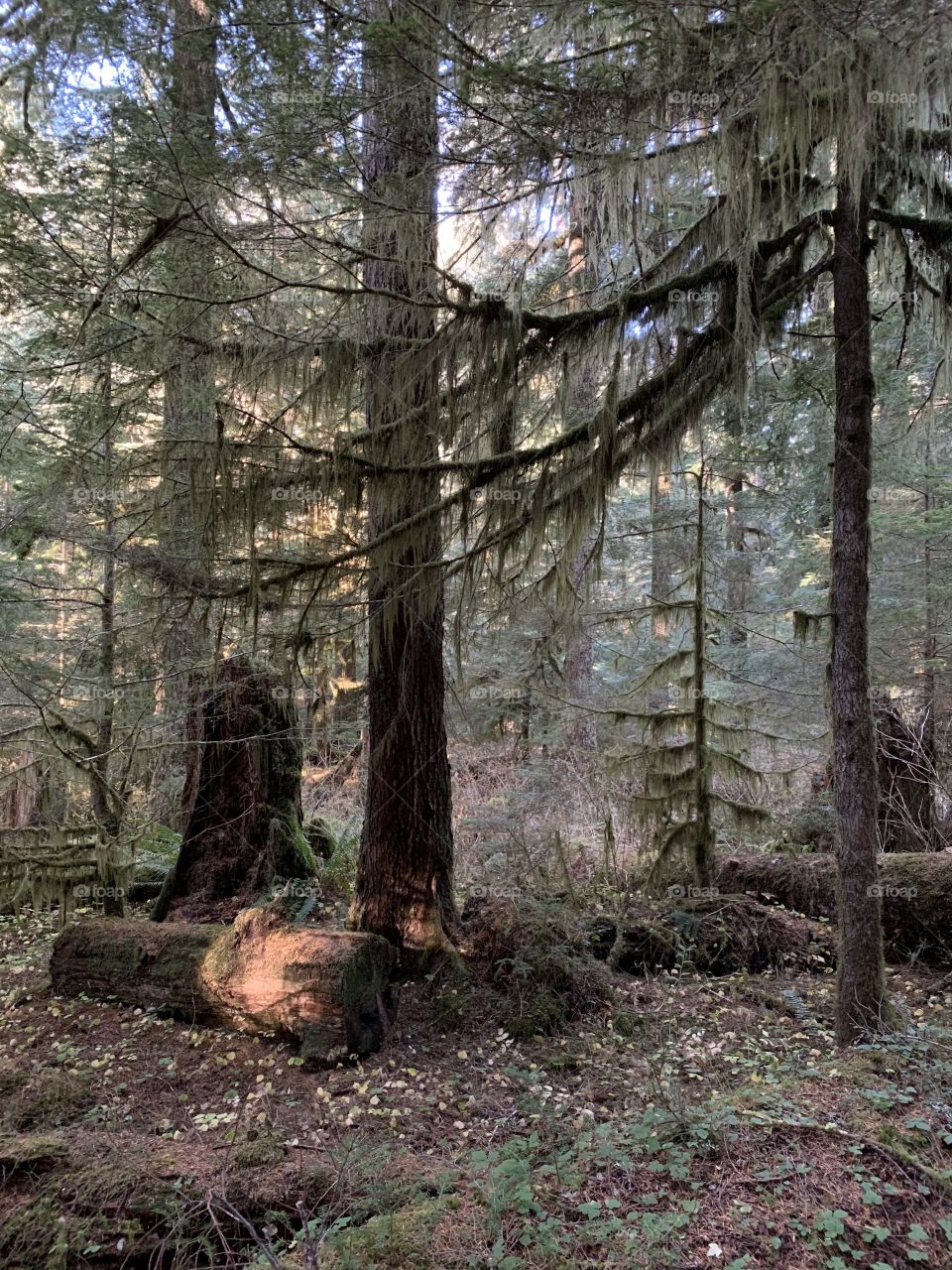Redwoods in Washington 