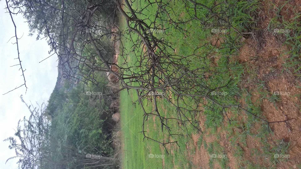 green land