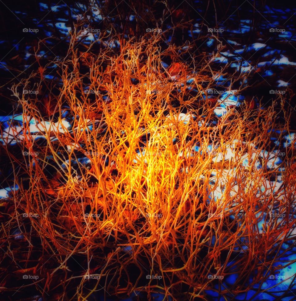 The Burning Bush on the Shore of Lake Michigan in Chicago: Winter Scene