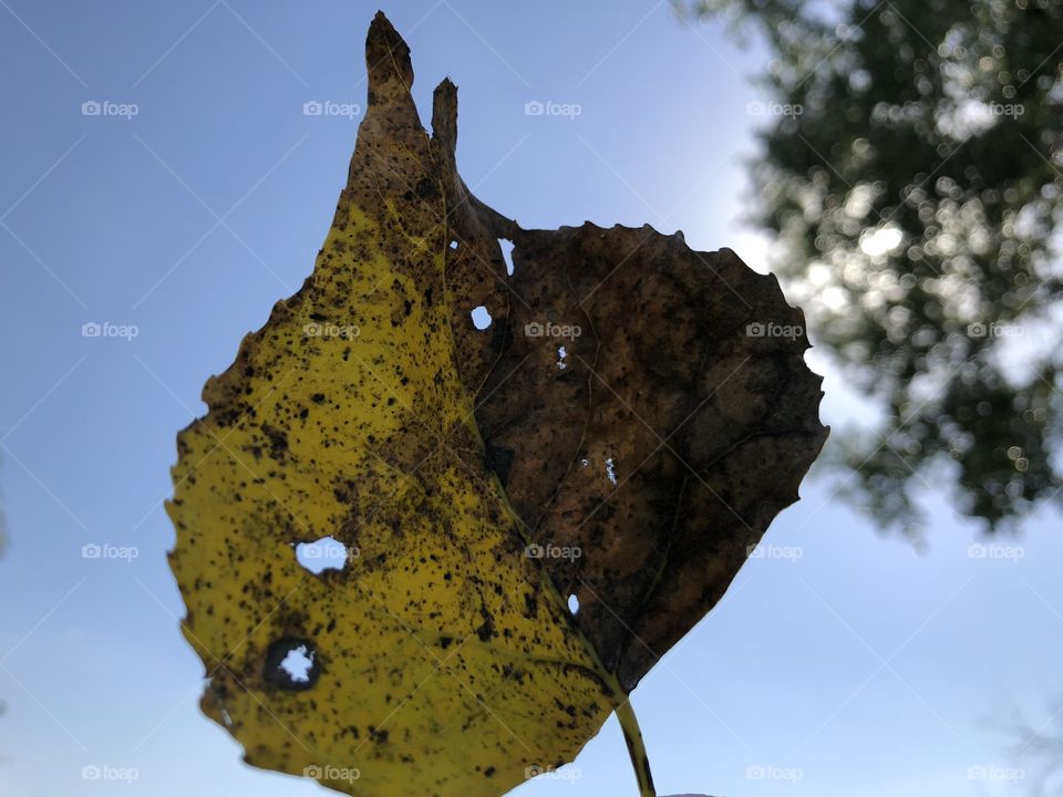 Leaf in the yard