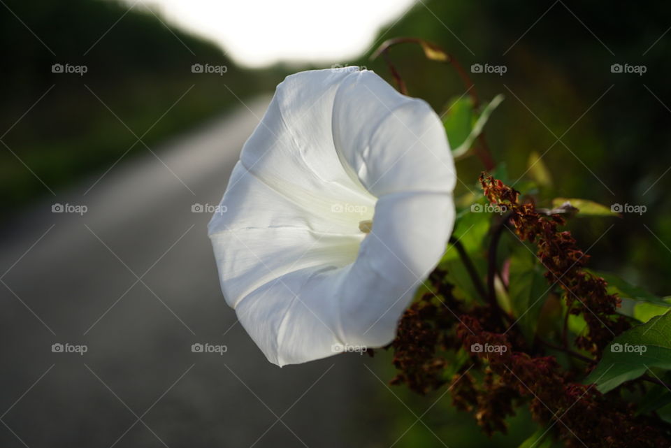 Bindweed in the sun