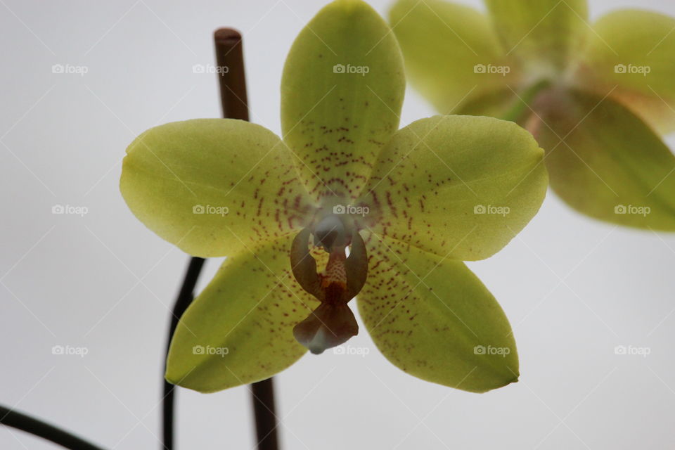 Close-up of a orchid flower