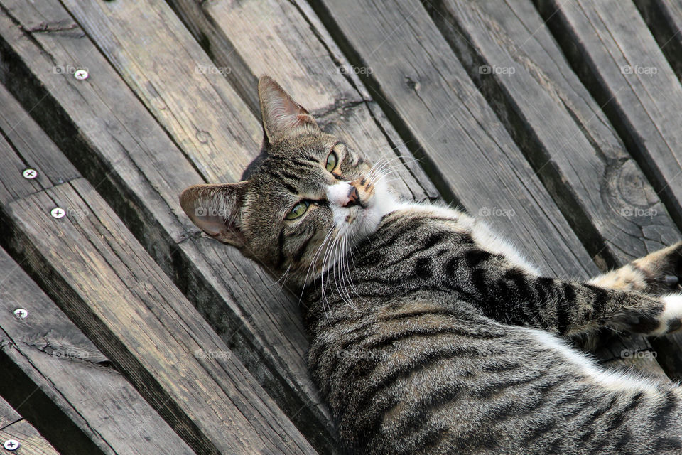 lazy cat. A lazy cat lying on a boardwalk