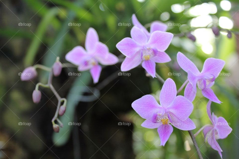 Purple flowers