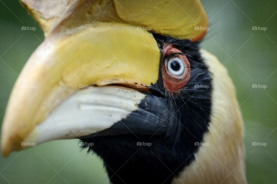 Close up bird