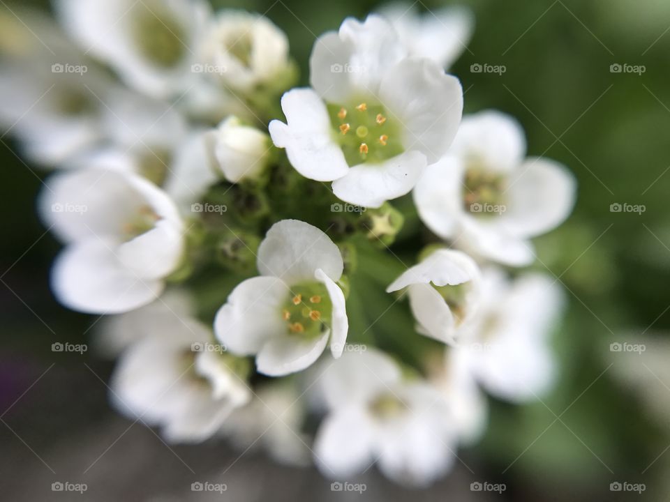 Macro, white flowers