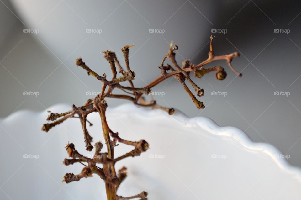 A branch of grapes in a white plate