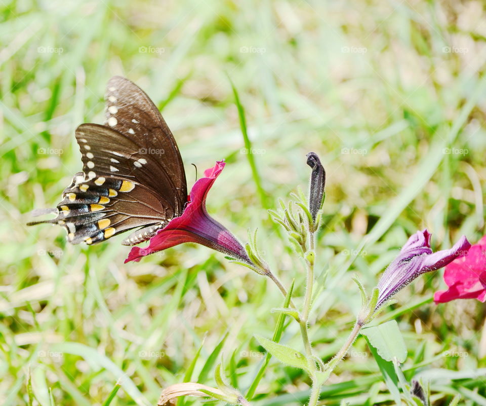 monarch butterfly