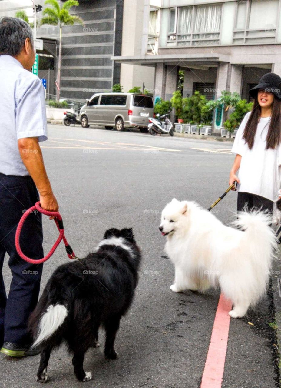Hobby time!: when a white dog met a black dog. walking dog is a healthy exercise, that people can socialize and be come friends, dogs also are very happy. wonderful!