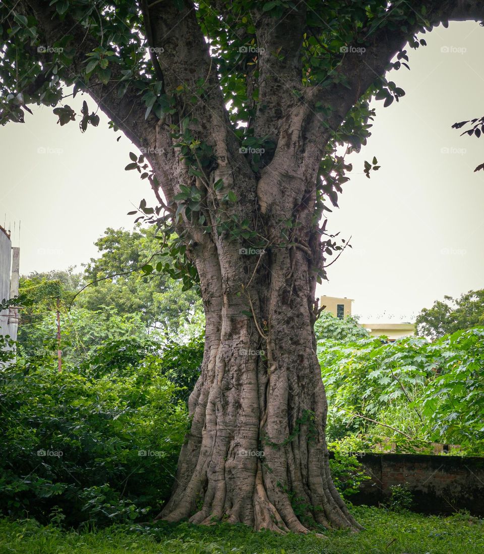 A very old tree from about a century old