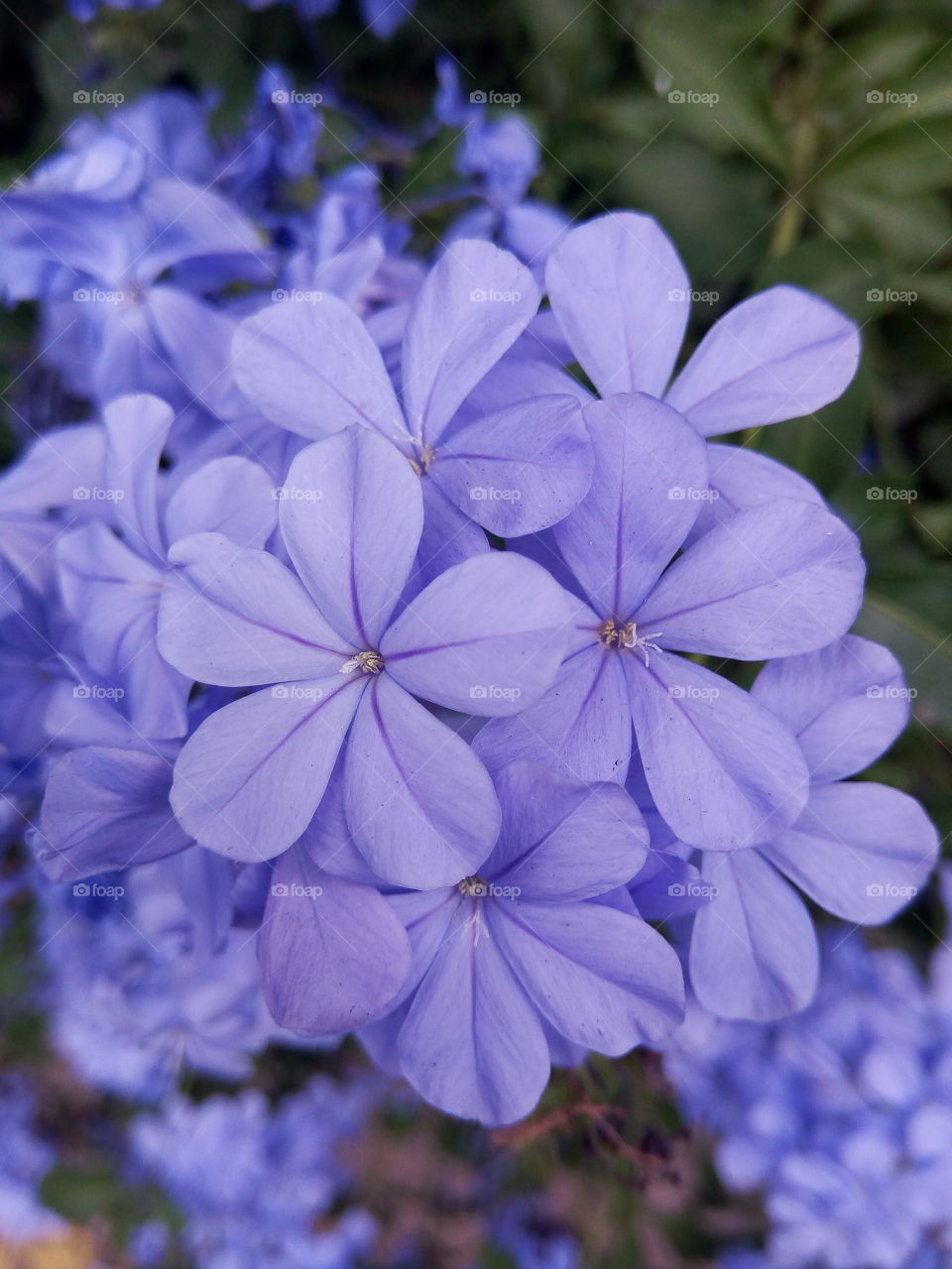 pentagon shared petals