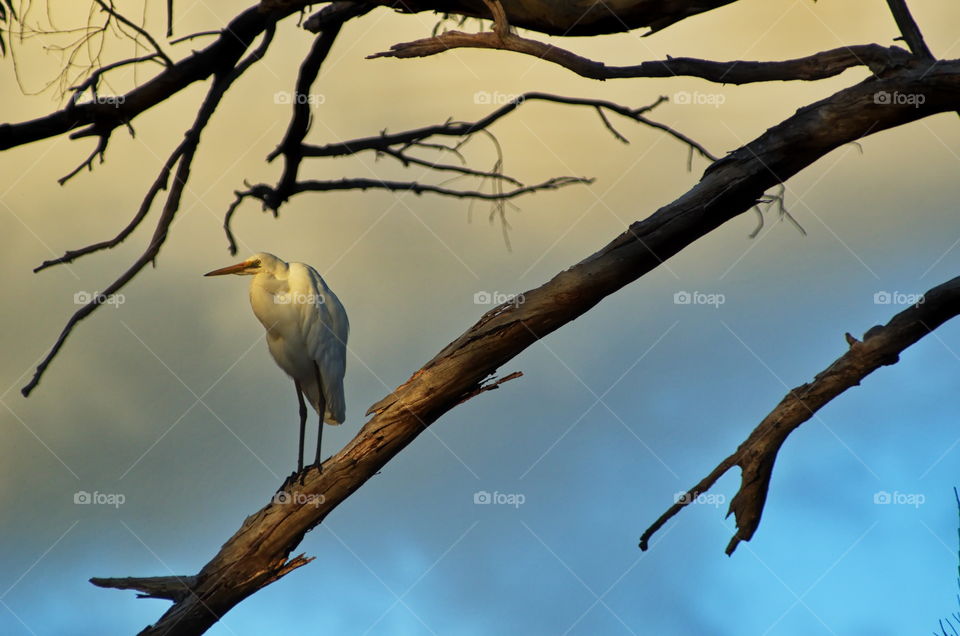 Little Egret in a tree on sunset