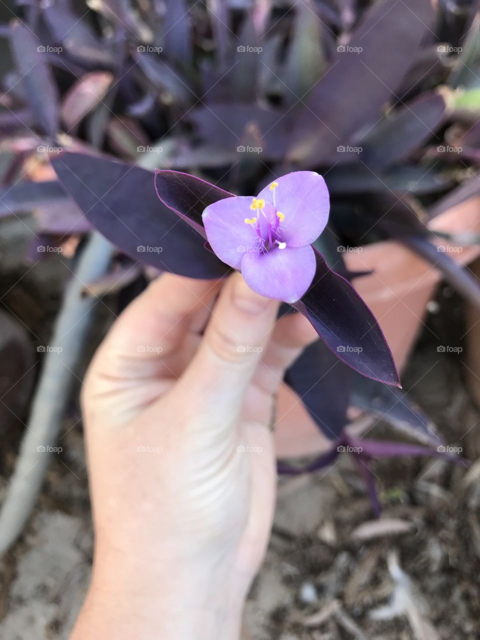 Pink purple flower