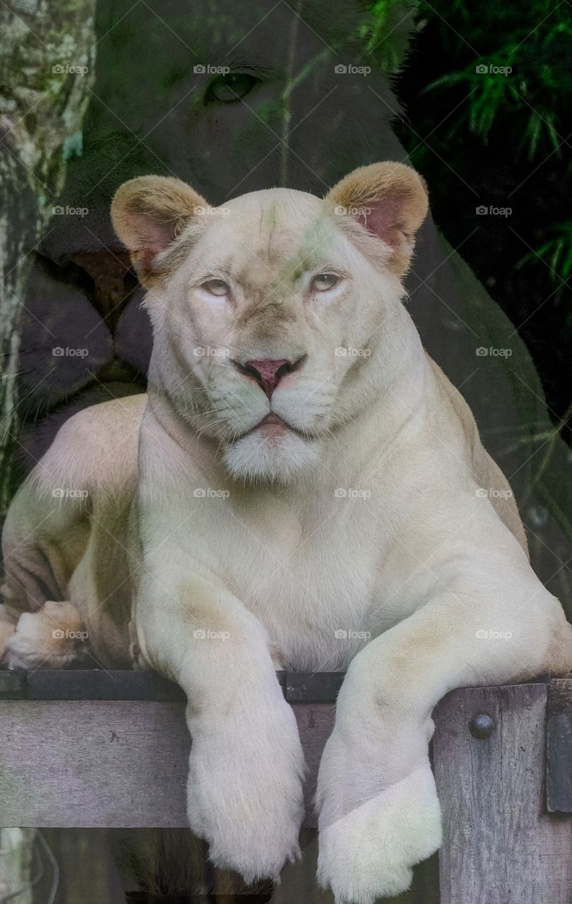 white lionesses and its shadow portraits