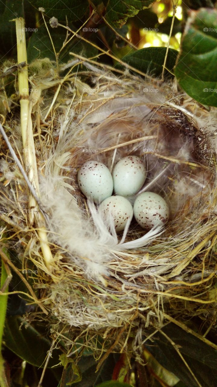 Elevated view of eggs in nest