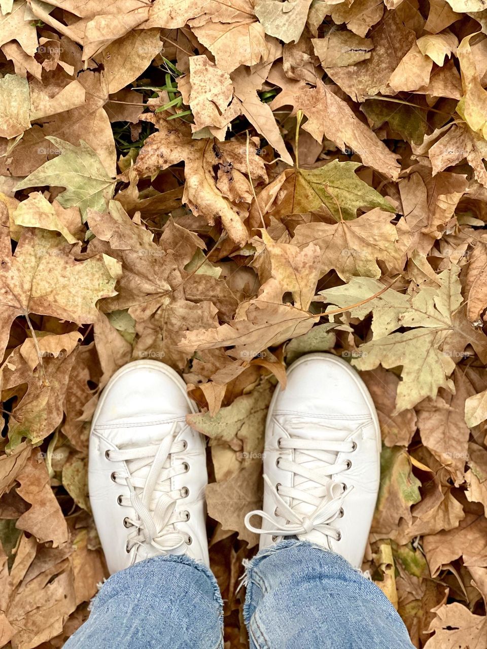 White keds on the yellow autumn leaves 