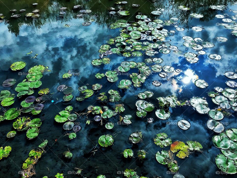 Lily pads