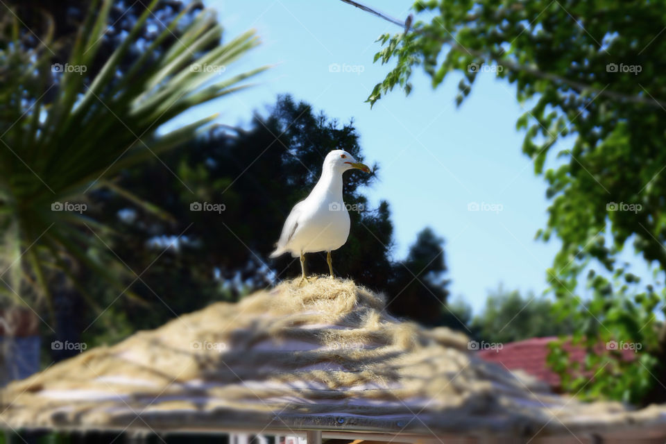 seagull on the roof. seagull on the roof miniature effect