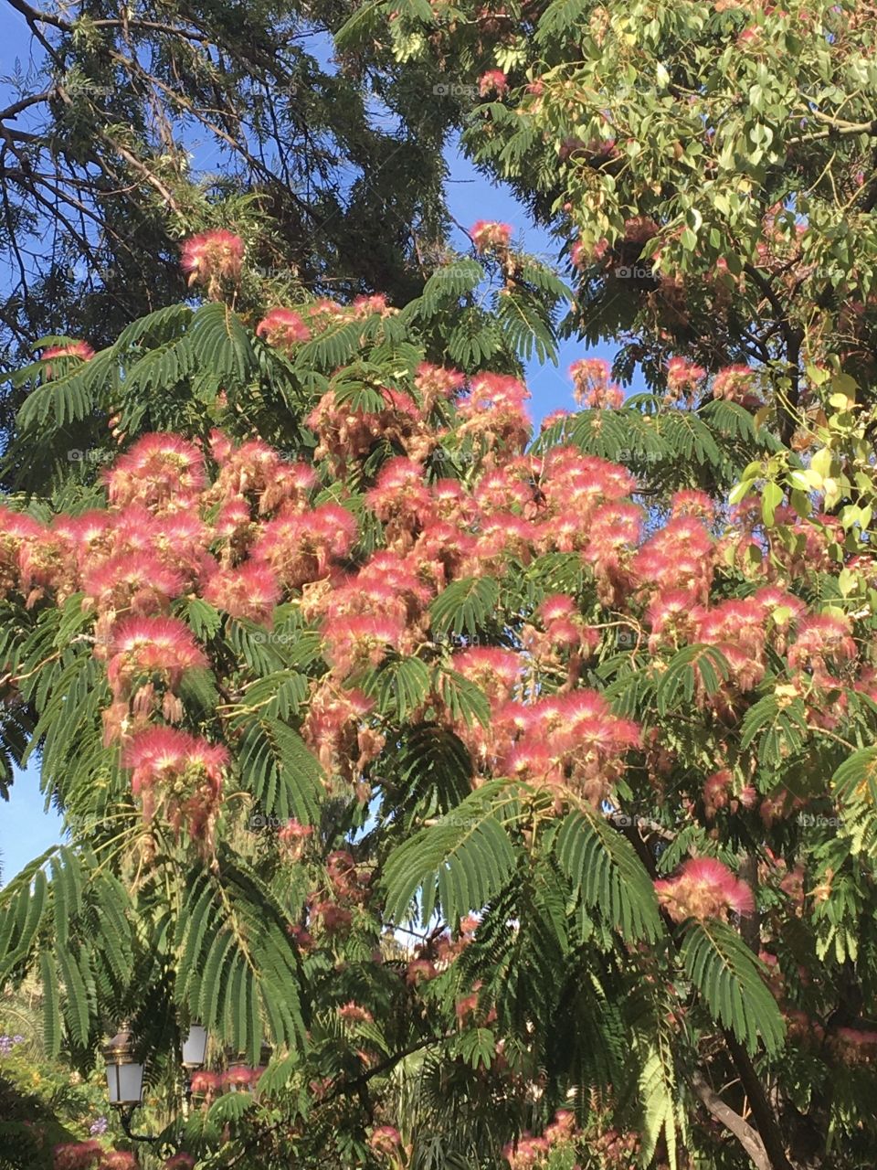 Blooming of tropical tree