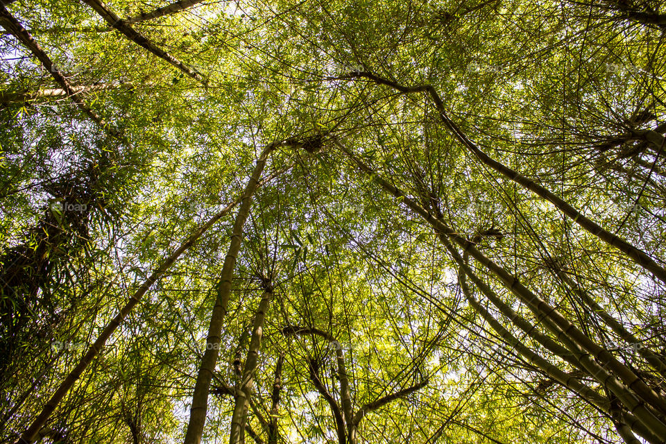 Bamboo Trees