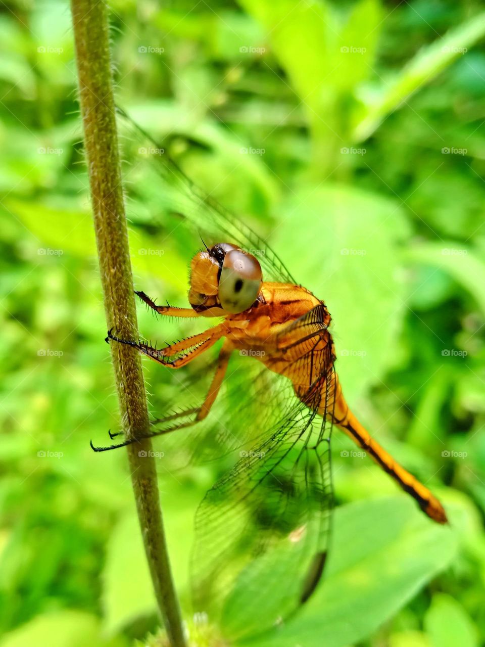 Yellow Dragonfly