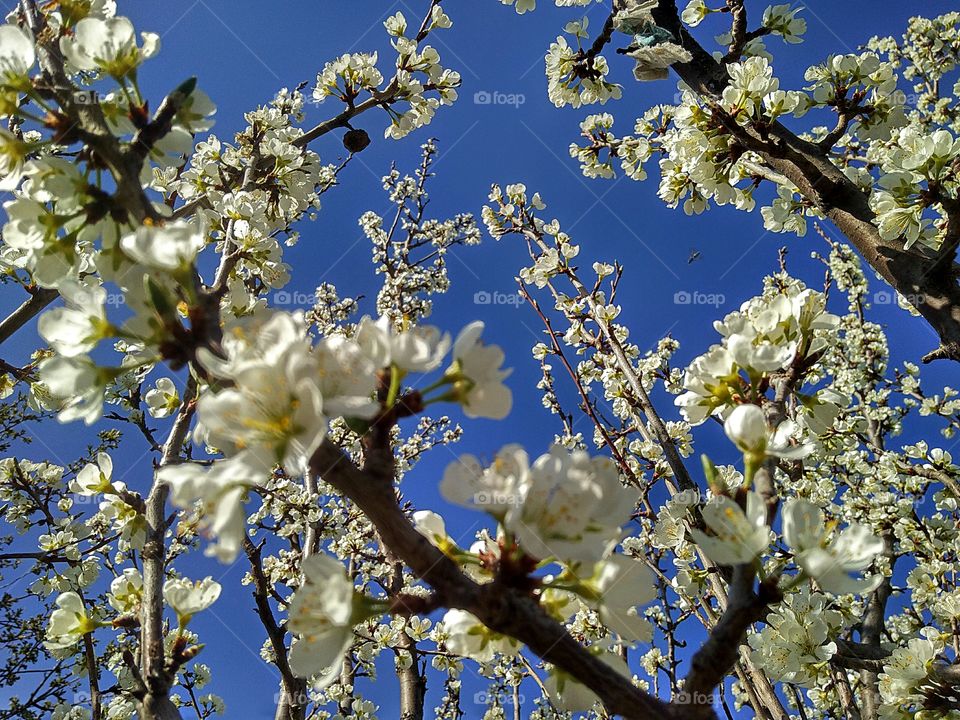 colors of sрring by foaр missions spring, plum blossom, flowering fruit trees, trees in spring, plum on a blue sky background