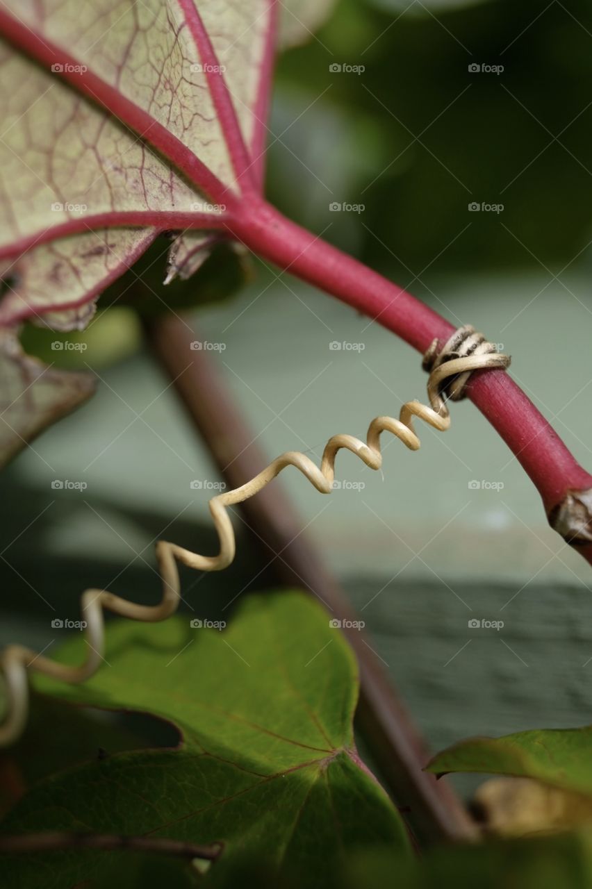 Pasion Flower, hold on tight.