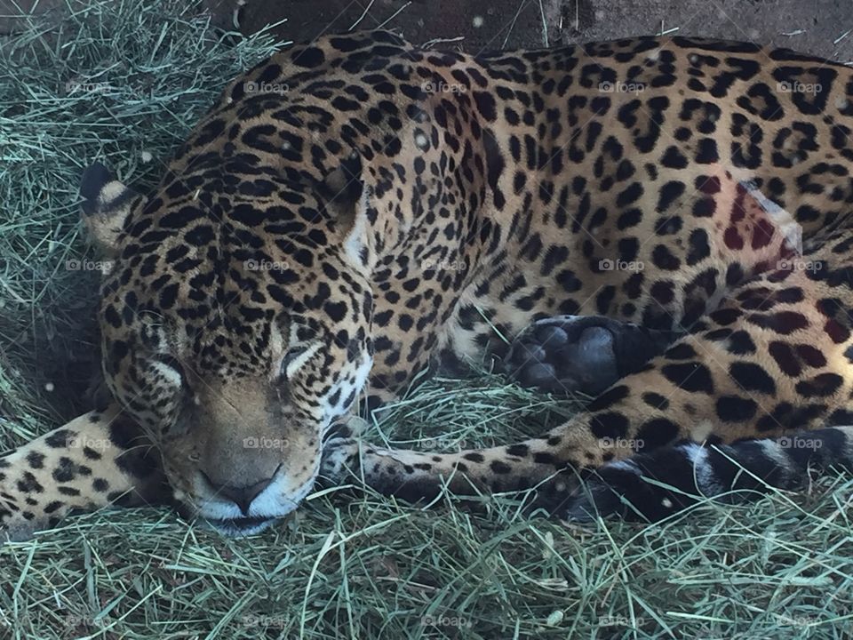 Sleeping leopard 