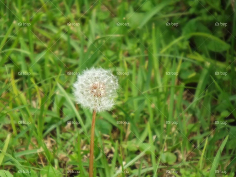 Dandelion 