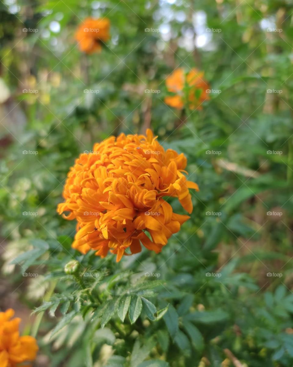 orange flower