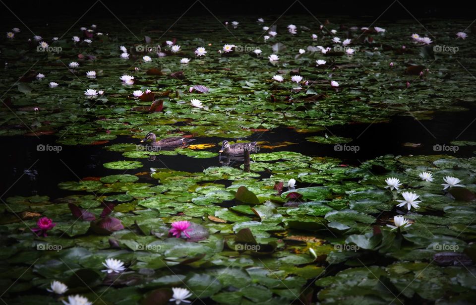 池塘里的睡莲和鸭子